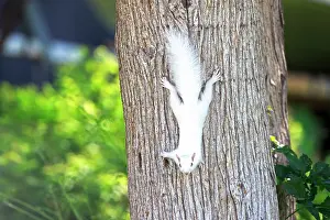 Albino: 80202389 Eastern Gray / Grey Squirrel - albino adult