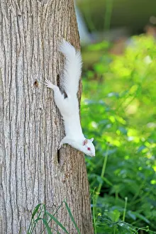 Albino: 80202390 Eastern Gray / Grey Squirrel - albino adult