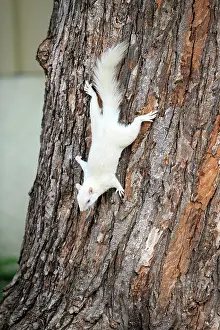 Albino: 80202391 Eastern Gray / Grey Squirrel - albino adult
