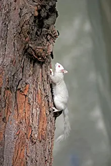 Albino: 80202392 Eastern Gray / Grey Squirrel - albino adult
