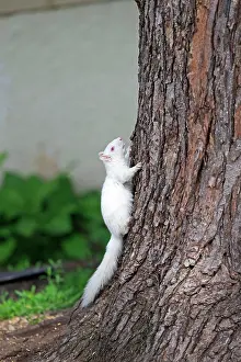 Albino: 80202393 Eastern Gray / Grey Squirrel - albino adult