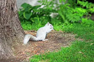 Albino: 80202394 Eastern Gray / Grey Squirrel - albino adult