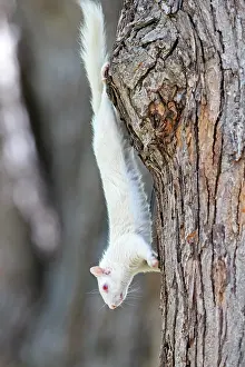 Albino: 80202395 Eastern Gray / Grey Squirrel - albino adult