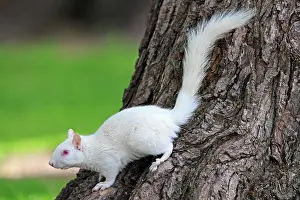 Albino: 80202396 Eastern Gray / Grey Squirrel - albino adult