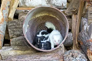 Albino: 80202418 Striped Skunk - young (one is albino) Minnesota