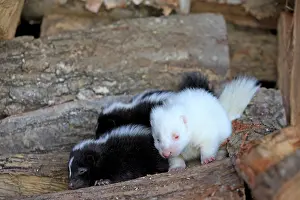 Albino: 80202420 Striped Skunk - young (one is albino) Minnesota
