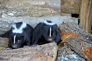 Skunk: 80202422 Striped Skunk - young Minnesota, United
