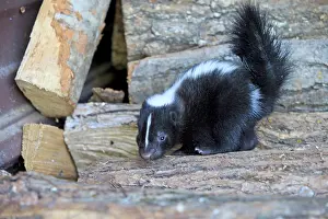 Skunk: 80202423 Striped Skunk - young Minnesota, United