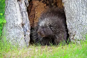 Porcupine: 80202424 Porcupine Minnesota, United States Erethizon
