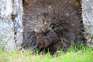 Porcupine: 80202425 Porcupine Minnesota, United States Erethizon