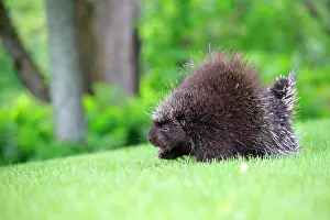 Porcupine: 80202426 Porcupine Minnesota, United States Erethizon