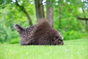 Porcupine: 80202427 Porcupine Minnesota, United States Erethizon