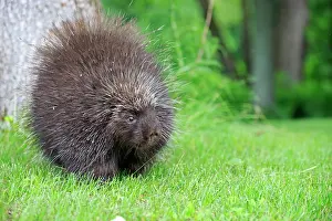 Porcupine: 80202428 Porcupine Minnesota, United States Erethizon