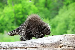Porcupine: 80202429 Porcupine Minnesota, United States Erethizon