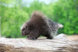 Porcupine: 80202430 Porcupine Minnesota, United States Erethizon