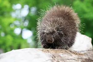Porcupine: 80202431 Porcupine Minnesota, United States Erethizon