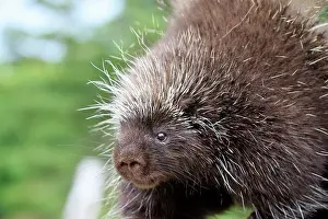 Porcupine: 80202432 Porcupine Minnesota, United States Erethizon