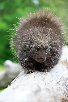 Porcupine: 80202433 Porcupine Minnesota, United States Erethizon