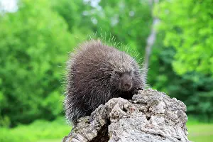 Porcupine: 80202434 Porcupine Minnesota, United States Erethizon