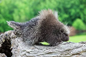 Porcupine: 80202435 Porcupine Minnesota, United States Erethizon