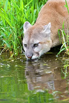Cougar: 80202436 Cougar / Mountain Lion / Puma - drinking