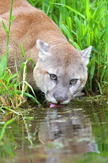 Cougar: 80202437 Cougar / Mountain Lion / Puma - drinking