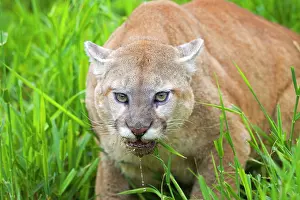 Cougar: 80202438 Cougar / Mountain Lion / Puma - drinking