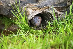Mink: 80202449 American Mink - adult female Minnesota