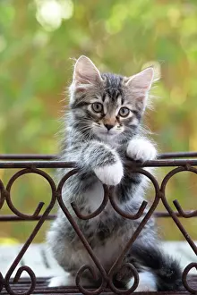 Labat: 80202459 Cat - Siberian kitten Jean-Michel Labat