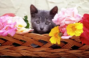 Frederic Rolland: 80202471 Cat - kitten in basket with flowers Frederic