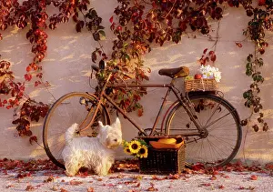 Bicycle: 80202474 Bicycle - with flowers and fruit leaning