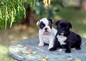 Frederic Rolland: 80202475 Dog - Boxer puppies sitting on table in