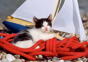 Frederic Rolland: 80202476 Cat - on beach with toy yacht Frederic