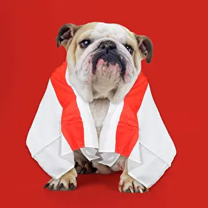 Flag: 80202486 Bulldog - with St George cross flag draped