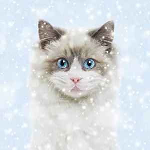 Ragdoll: 80202496 Cat - Ragdoll in snow Digital Manipulation