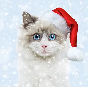 Ragdoll: 80202497 Cat - Ragdoll wearing Christmas hat in