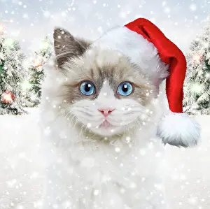 Glasses: 80202498 Cat - Ragdoll in studio wearing glasses