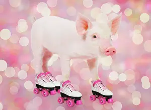 Piglet: 80202500 Pig - Piglet - on roller skates - lights