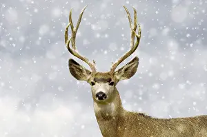 Bucks: 80202504 Mule Deer - buck in snow - Western USA