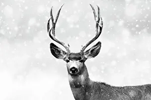 Bucks: 80202505 Mule Deer - buck in snow - Western USA