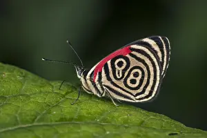 Maria: 88 butterfly (Diaethria clymena) Lycaenidae, Santa