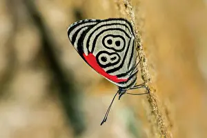 Lucky: 88 butterfly / Widespread 88, Cueva de los Guacharos