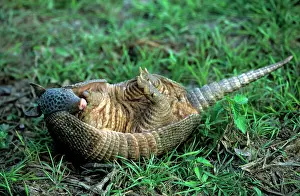 Armadillos: 9 Banded ARMADILLO - on its back