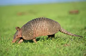 Banded: 9 Banded ARMADILLO- in grass
