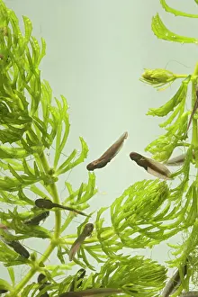 35mm: 9 days old Tadpoles of common frog - 0.5 x at 35mm