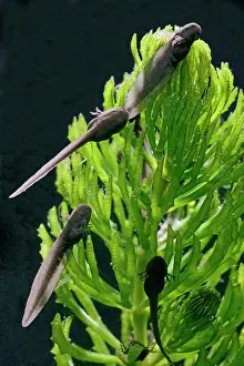 35mm: 9 days old Tadpoles of common frog - 1 x at 35mm