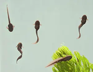 35mm: 9 days old Tadpoles of common frog - 1 x at 35mm