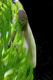 35mm: 9 days old Tadpoles of common frog - 2 x at 35mm