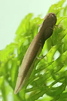 35mm: 9 days old Tadpoles of common frog - 2 x at 35mm