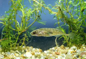 Emma Coghlan: 9-spined Stickleback